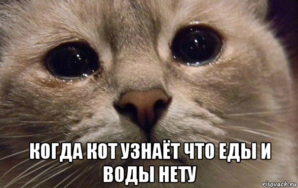  когда кот узнаёт что еды и воды нету, Мем   В мире грустит один котик