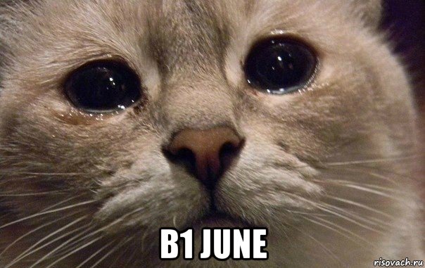 b1 june, Мем   В мире грустит один котик