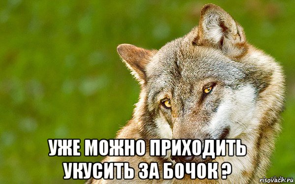  уже можно приходить укусить за бочок ?, Мем   Volf