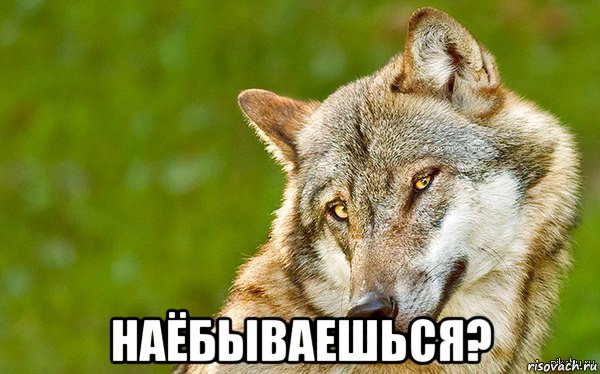  наёбываешься?, Мем   Volf