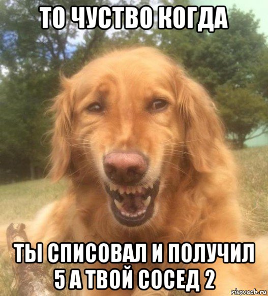 то чуство когда ты списовал и получил 5 а твой сосед 2, Мем   Когда увидел что соседского кота отнесли в чебуречную