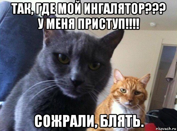 так, где мой ингалятор??? у меня приступ!!!! сожрали, блять., Мем  Два котэ