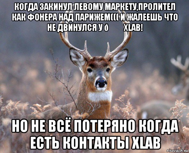 Мем   Наивный олень