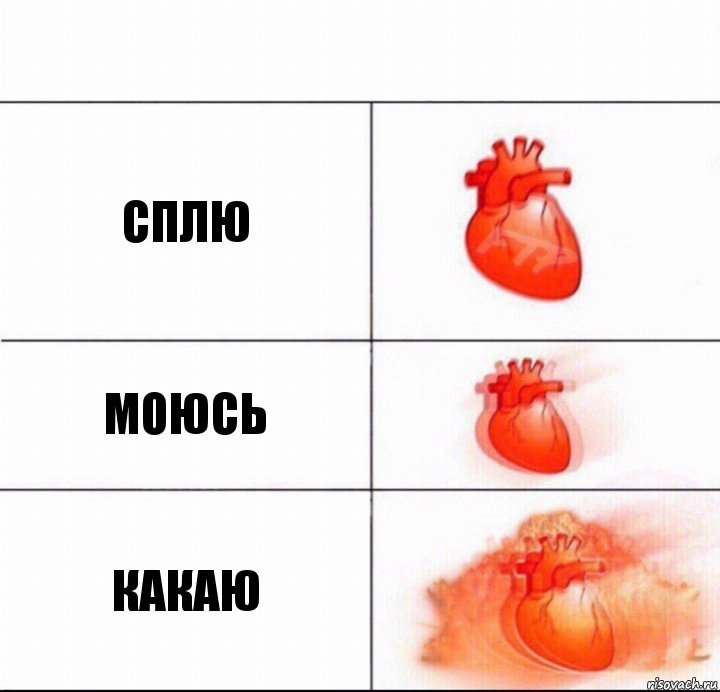 сплю моюсь какаю