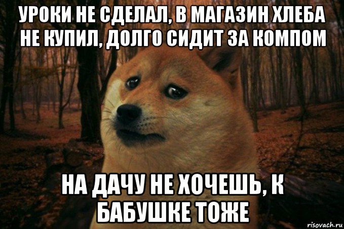 уроки не сделал, в магазин хлеба не купил, долго сидит за компом на дачу не хочешь, к бабушке тоже, Мем SAD DOGE