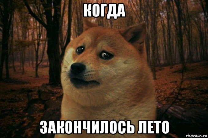 когда закончилось лето, Мем SAD DOGE