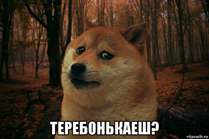  теребонькаеш?, Мем SAD DOGE