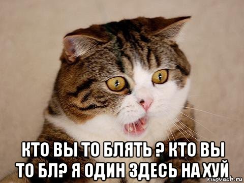  кто вы то блять ? кто вы то бл? я один здесь на хуй, Мем  сердитый кот