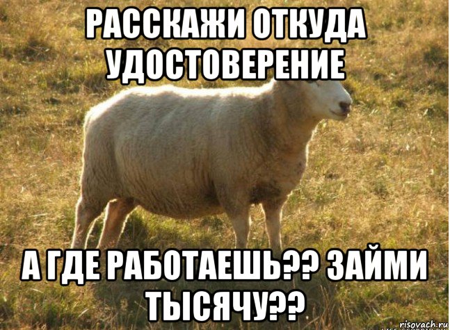 расскажи откуда удостоверение а где работаешь?? займи тысячу??, Мем Типичная овца