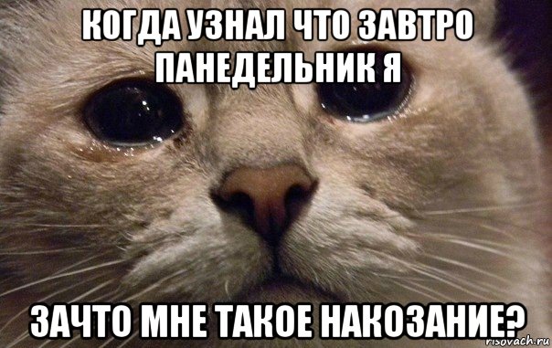 когда узнал что завтро панедельник я зачто мне такое накозание?, Мем   В мире грустит один котик