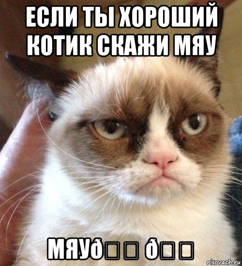 Мем Грустный (сварливый) кот