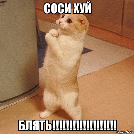 соси хуй блять!!!!!!!!!!!!!!!!!!!, Мем  котэ молится