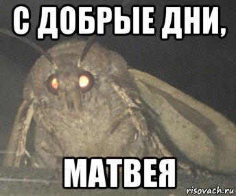 с добрые дни, матвея, Мем Матылёк