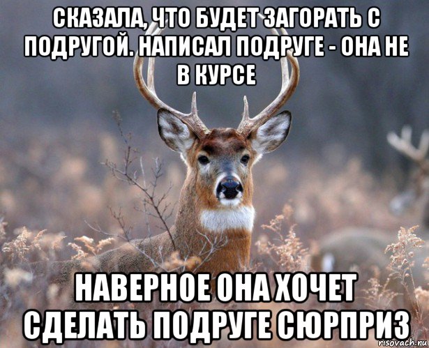 сказала, что будет загорать с подругой. написал подруге - она не в курсе наверное она хочет сделать подруге сюрприз, Мем   Наивный олень