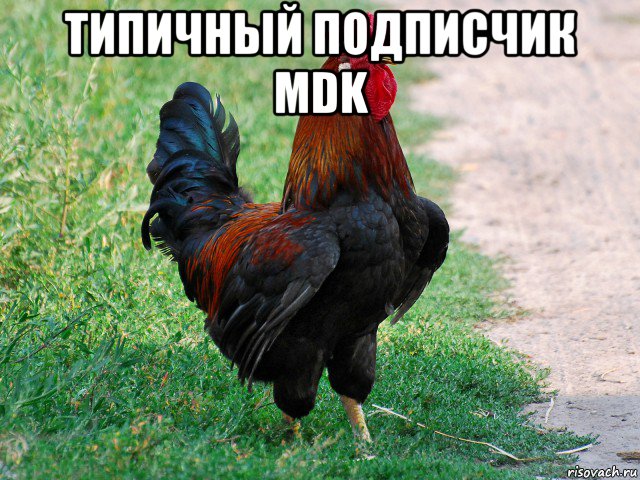 типичный подписчик mdk 