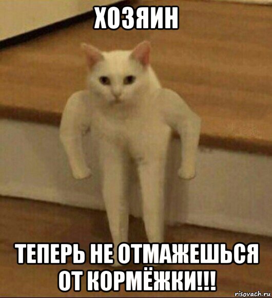 хозяин теперь не отмажешься от кормёжки!!!, Мем  Полукот