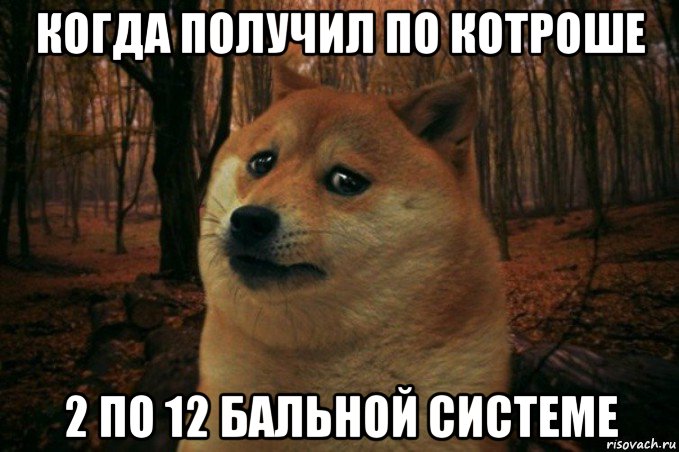 когда получил по котроше 2 по 12 бальной системе, Мем SAD DOGE