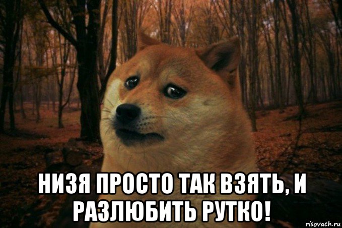  низя просто так взять, и разлюбить рутко!, Мем SAD DOGE