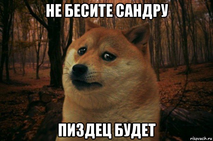 не бесите сандру пиздец будет, Мем SAD DOGE