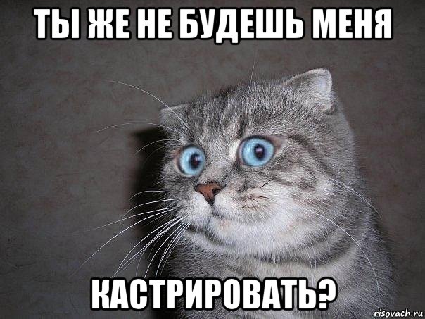 ты же не будешь меня кастрировать?, Мем  удивлённый кот