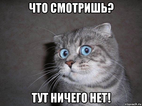 что смотришь? тут ничего нет!, Мем  удивлённый кот