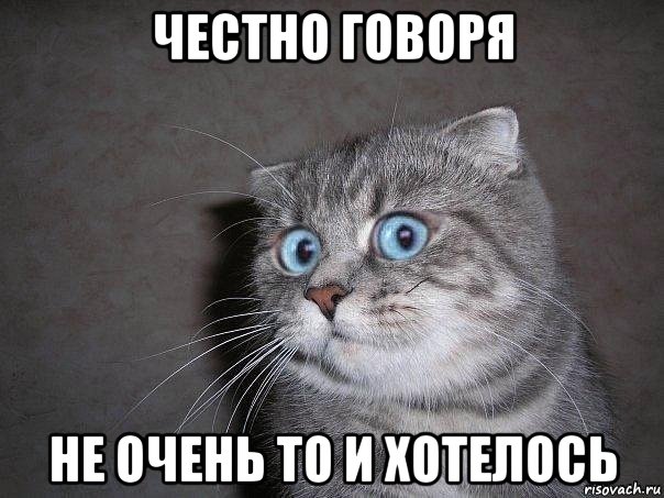 честно говоря не очень то и хотелось, Мем  удивлённый кот