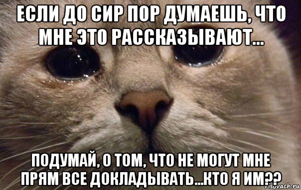 если до сир пор думаешь, что мне это рассказывают... подумай, о том, что не могут мне прям все докладывать...кто я им??, Мем   В мире грустит один котик