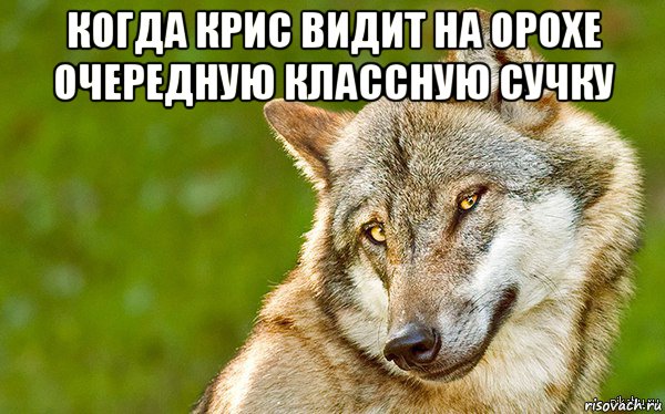 когда крис видит на орохе очередную классную сучку , Мем   Volf