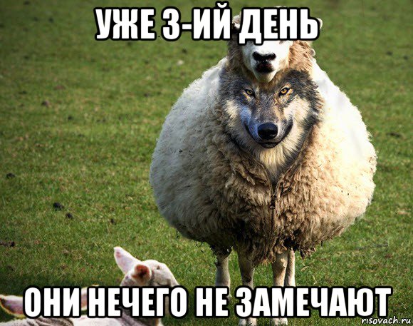 уже 3-ий день они нечего не замечают, Мем Злая Овца