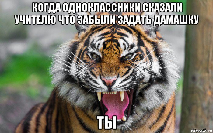 когда одноклассники сказали учителю что забыли задать дамашку ты, Мем ДЕРЗКИЙ ТИГР