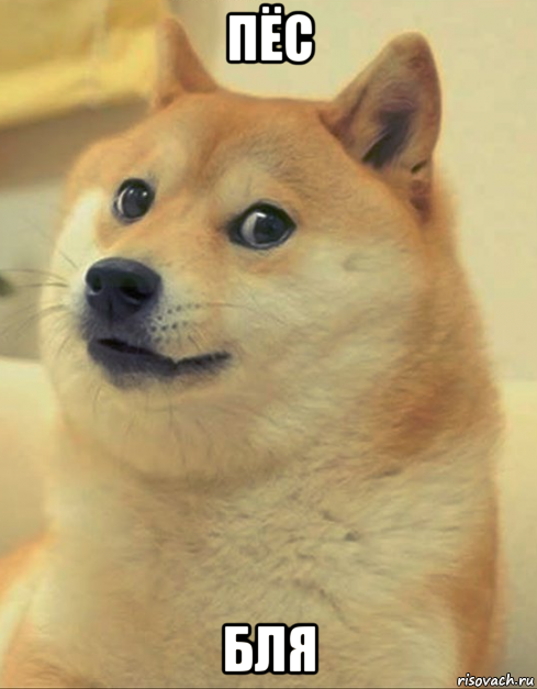 пёс бля, Мем doge woof