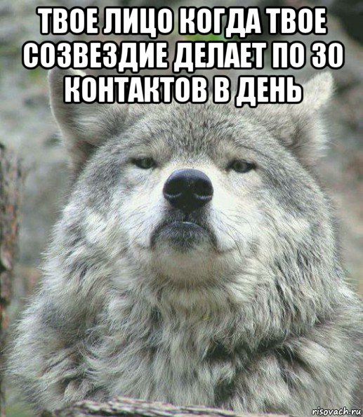 твое лицо когда твое созвездие делает по 30 контактов в день , Мем    Гордый волк