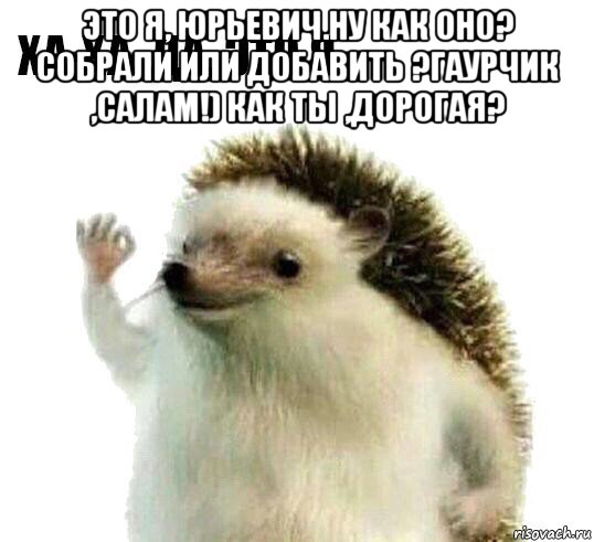 это я, юрьевич.ну как оно? собрали или добавить ?гаурчик ,салам!) как ты ,дорогая? , Мем Ха-ха да это я