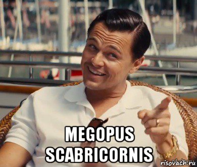  megopus scabricornis, Мем Хитрый Гэтсби