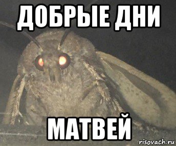 добрые дни матвей, Мем Матылёк