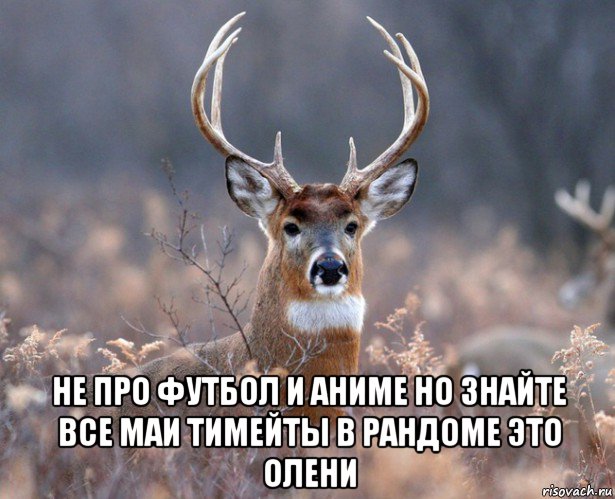  не про футбол и аниме но знайте все маи тимейты в рандоме это олени, Мем   Наивный олень