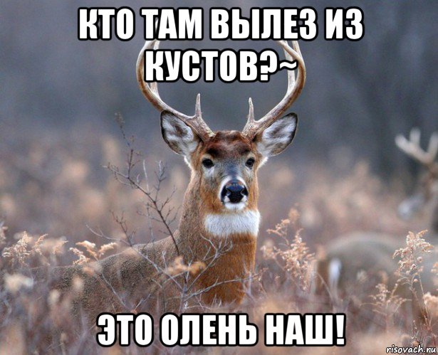 кто там вылез из кустов?~ это олень наш!