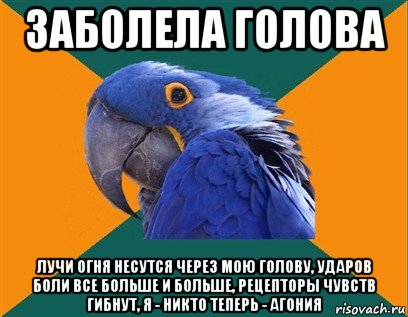 заболела голова лучи огня несутся через мою голову, ударов боли все больше и больше, рецепторы чувств гибнут, я - никто теперь - агония, Мем Попугай параноик