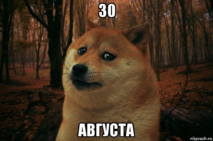 30 августа, Мем SAD DOGE