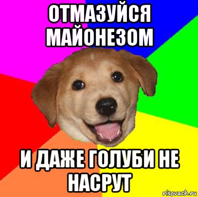 отмазуйся майонезом и даже голуби не насрут, Мем Advice Dog