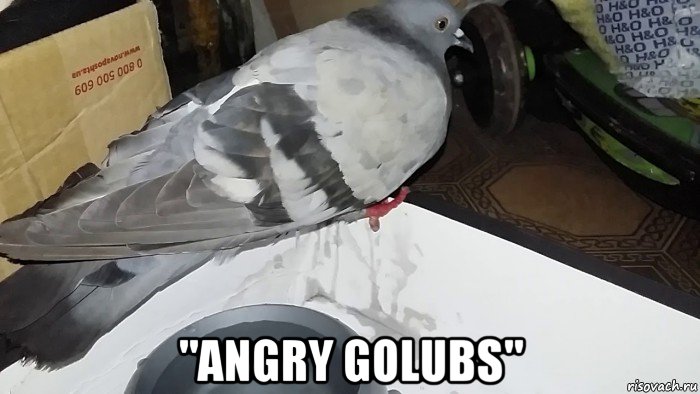  "angry golubs"