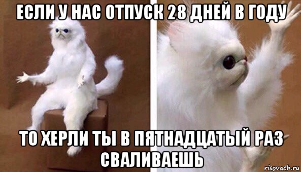 если у нас отпуск 28 дней в году то херли ты в пятнадцатый раз сваливаешь, Мем Чучело кота