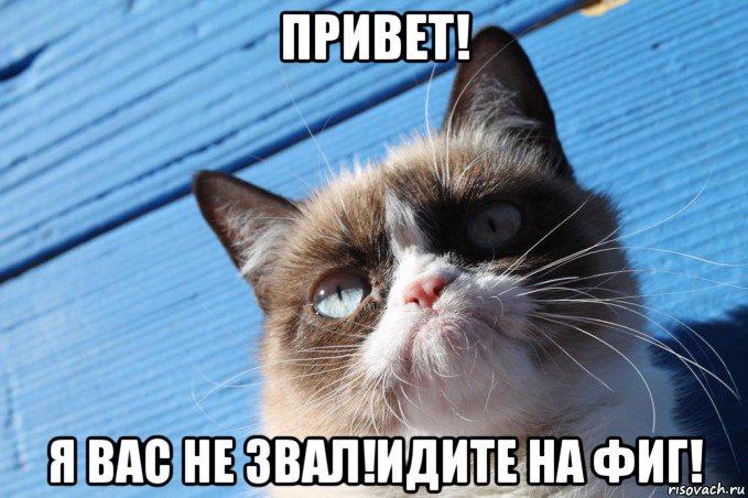 привет! я вас не звал!идите на фиг!, Мем  grumpy cat