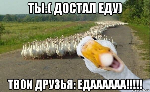 ты:( достал еду) твои друзья: едаааааа!!!!!, Мем гуси