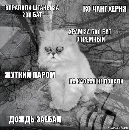 Впралили штаны за 200 бат На КаоСан не попали Храм за 500 бат стремный Дождь заебал Жуткий паром Ко Чанг херня    , Комикс  кот безысходность