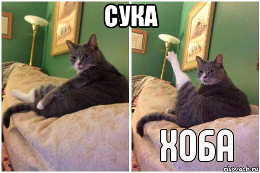 сука , Комикс Кот Хоба