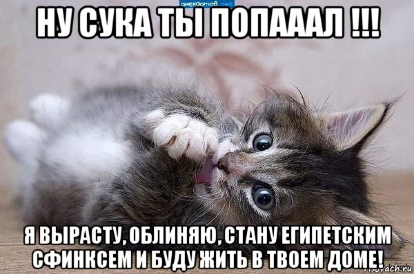 ну сука ты попааал !!! я вырасту, облиняю, стану египетским сфинксем и буду жить в твоем доме!