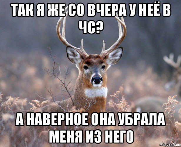 так я же со вчера у неё в чс? а наверное она убрала меня из него, Мем   Наивный олень