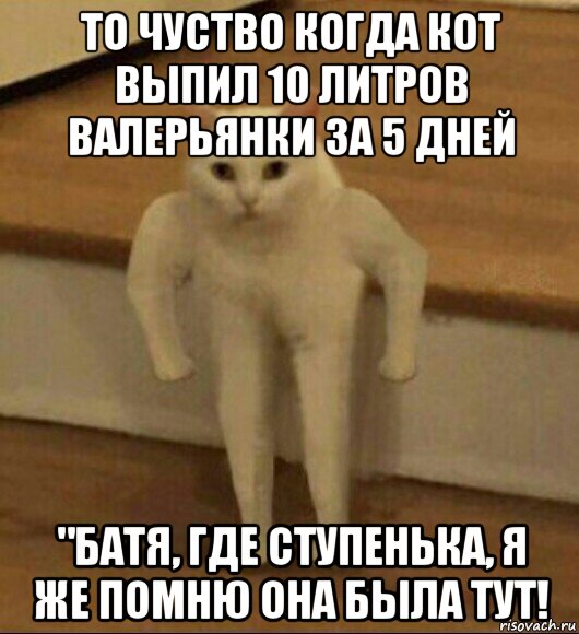 то чуство когда кот выпил 10 литров валерьянки за 5 дней "батя, где ступенька, я же помню она была тут!, Мем  Полукот