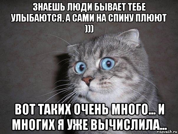 знаешь люди бывает тебе улыбаются, а сами на спину плюют ))) вот таких очень много... и многих я уже вычислила..., Мем  удивлённый кот